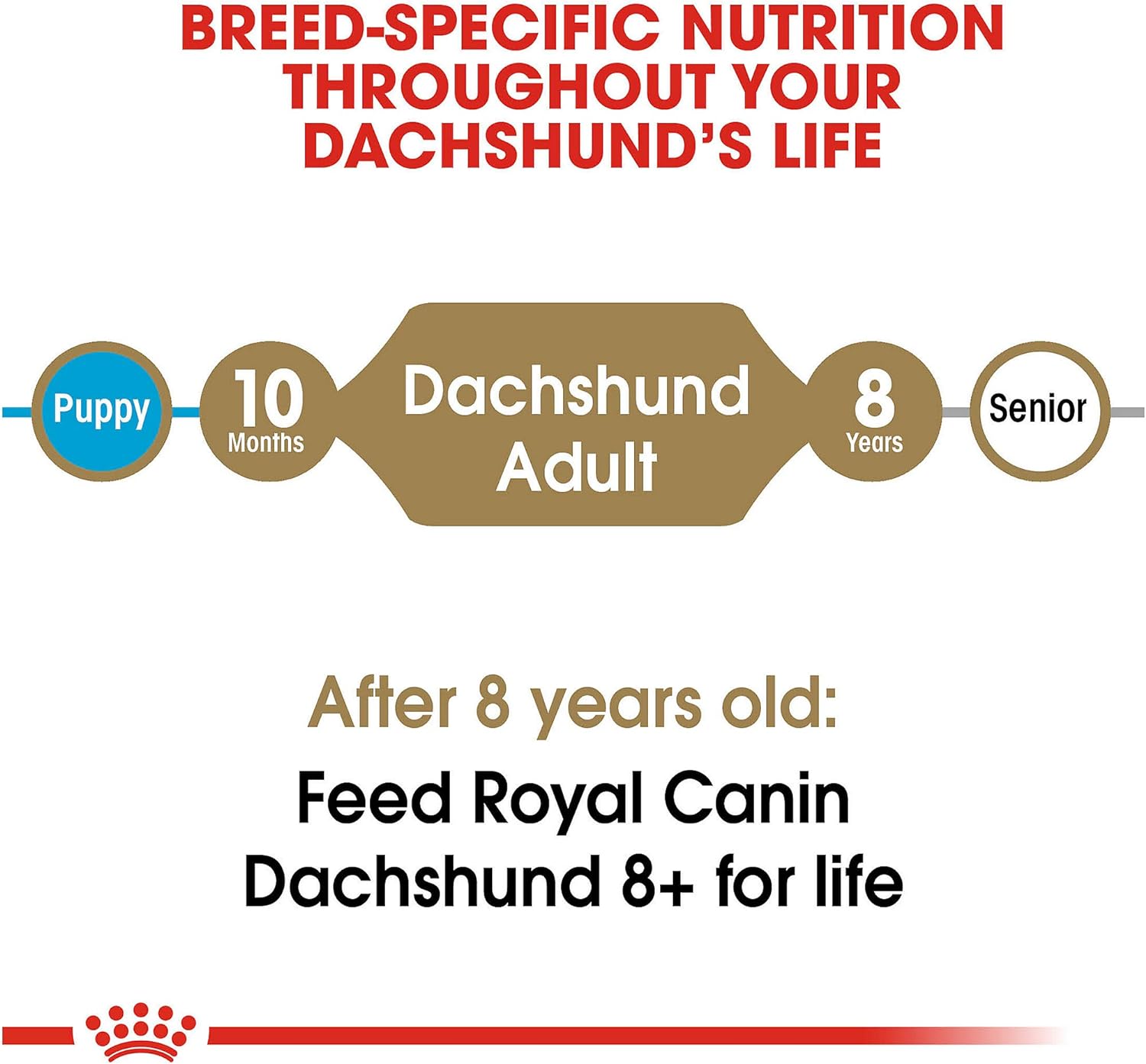 Royal Canin Breed Health Nutrition Dachshund Adult Dry Dog Food, 10 LB -  Dry Dog Food Royal Canin