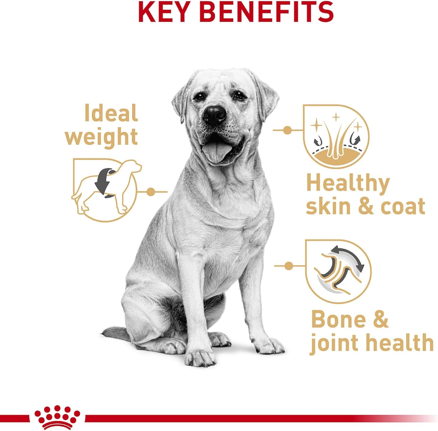 Royal Canin Breed Health Nutrition Labrador Retriever Adult Dry Dog Food -  Dry Dog Food Royal Canin