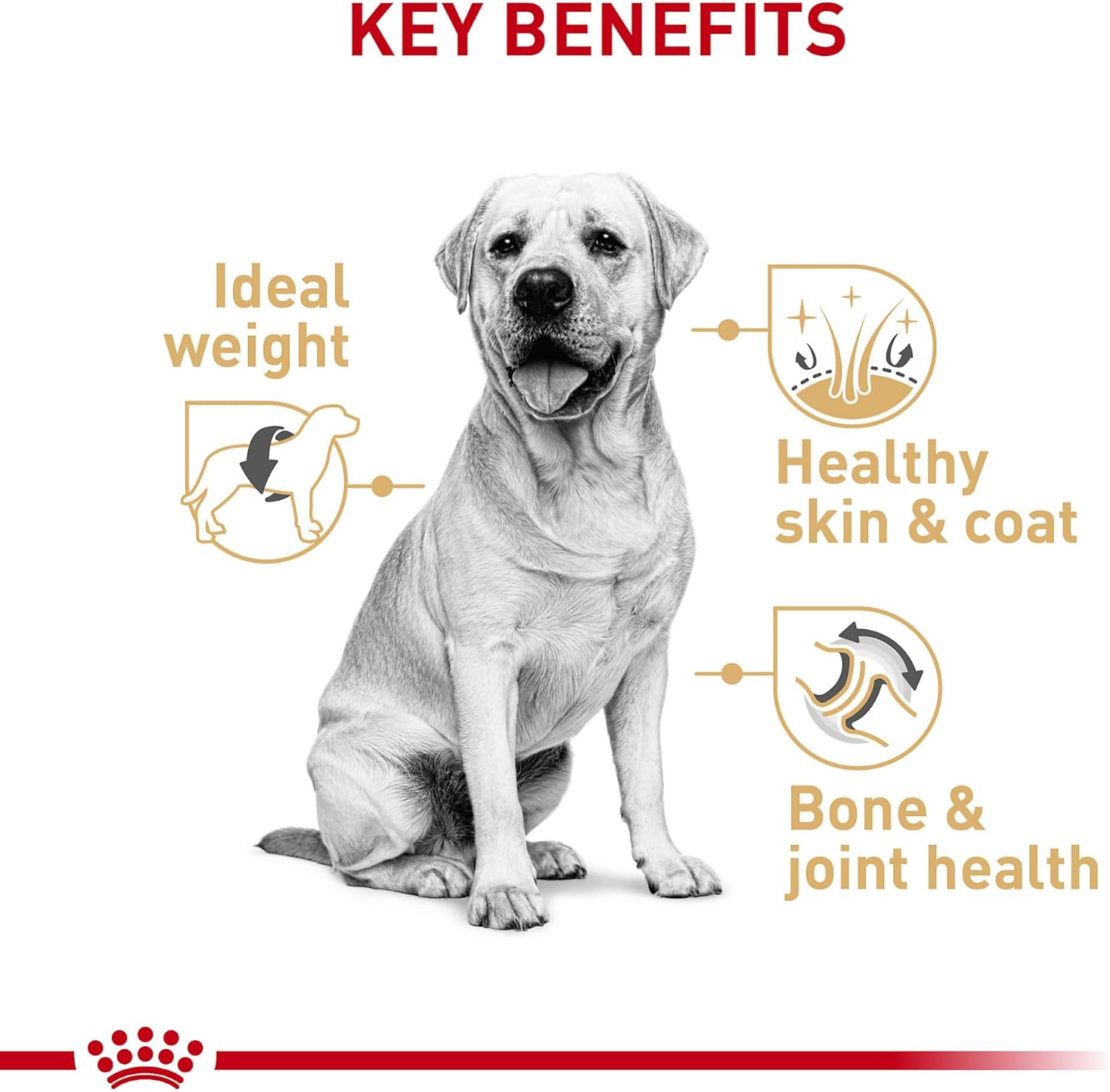 Royal Canin Breed Health Nutrition Labrador Retriever Adult Dry Dog Food -  Dry Dog Food Royal Canin