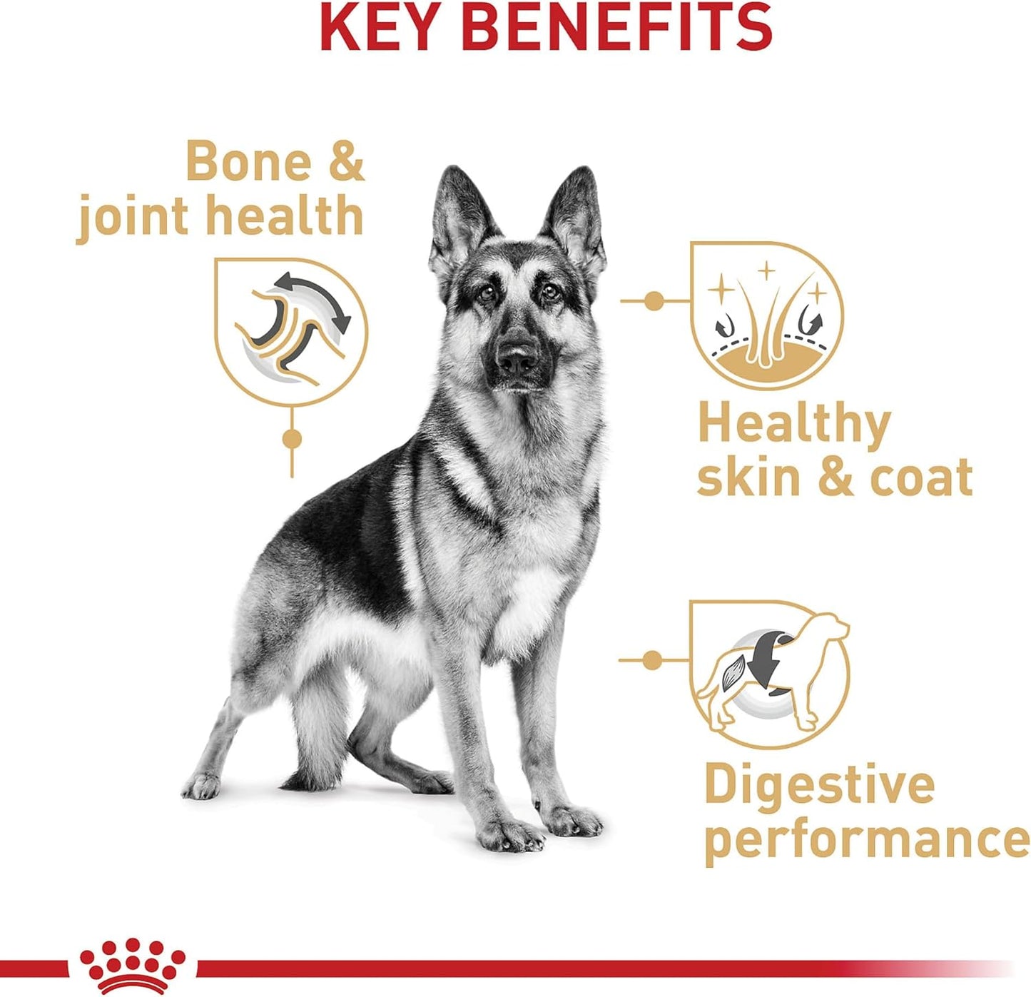 Royal Canin Breed Health Nutrition German Shepherd Adult Dry Dog Food -  Dry Dog Food Royal Canin