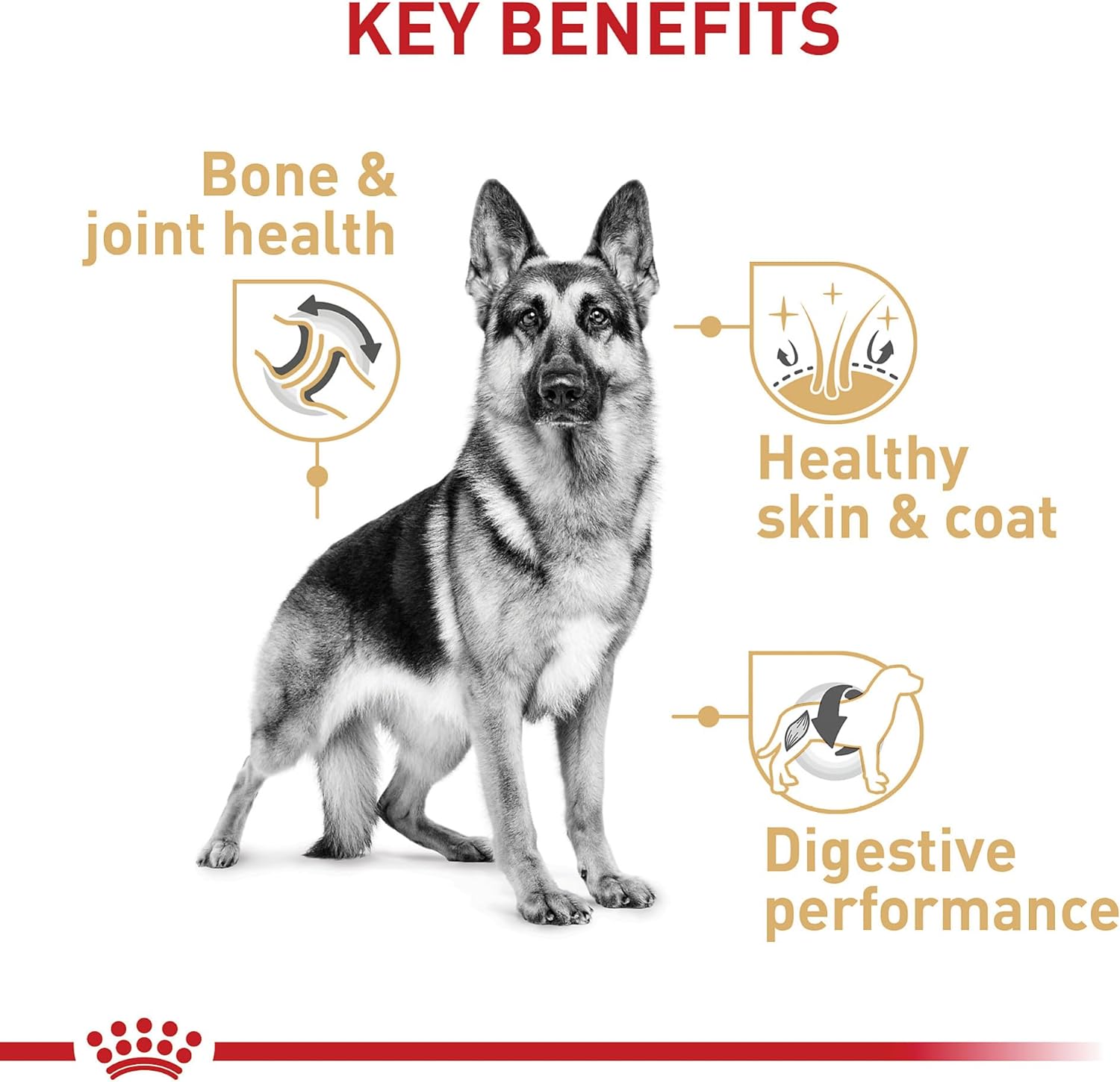 Royal Canin Breed Health Nutrition German Shepherd Adult Dry Dog Food -  Dry Dog Food Royal Canin