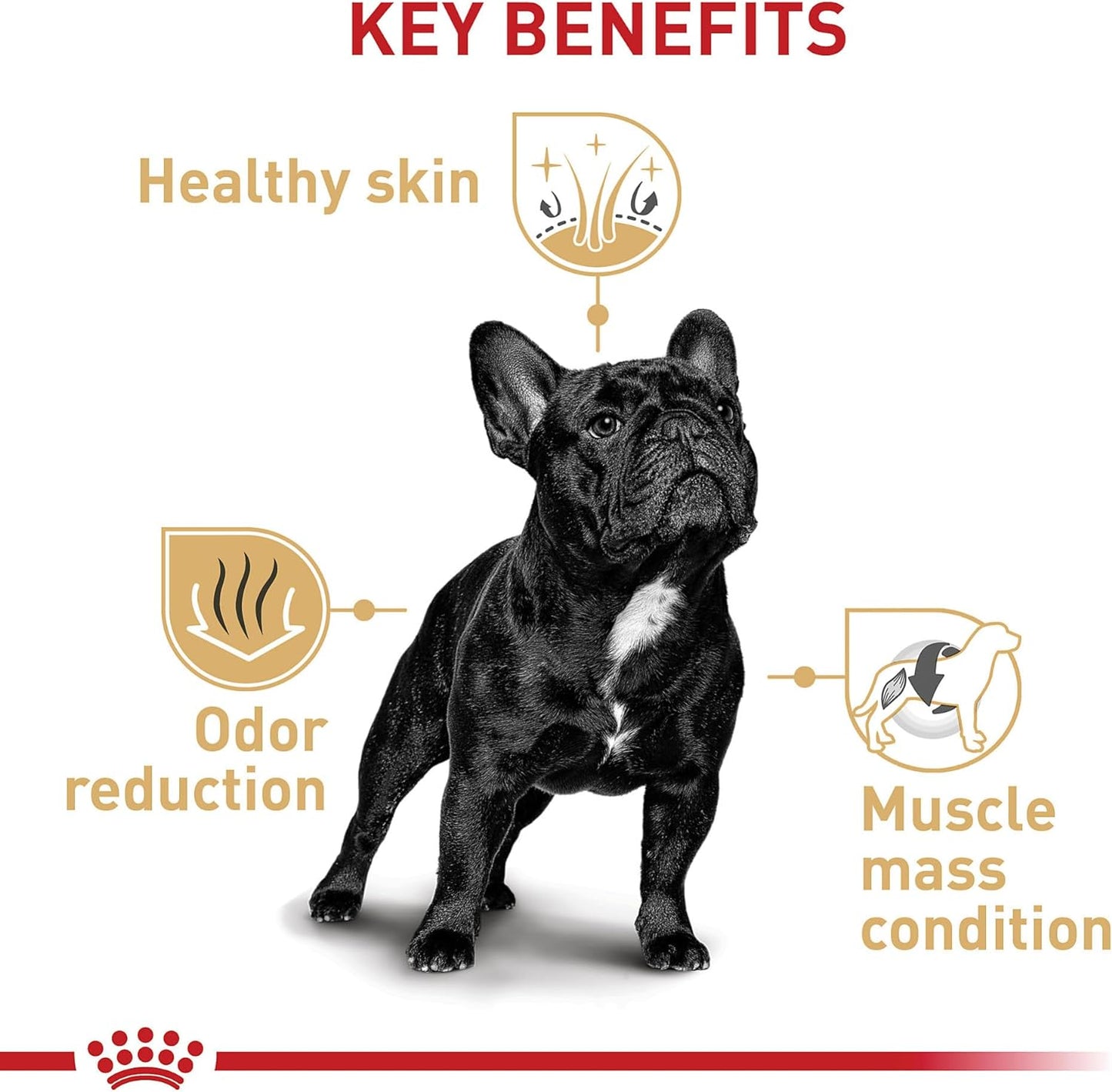 Royal Canin French Bulldog Adult Breed Specific Dry Dog Food -  Dry Dog Food Royal Canin