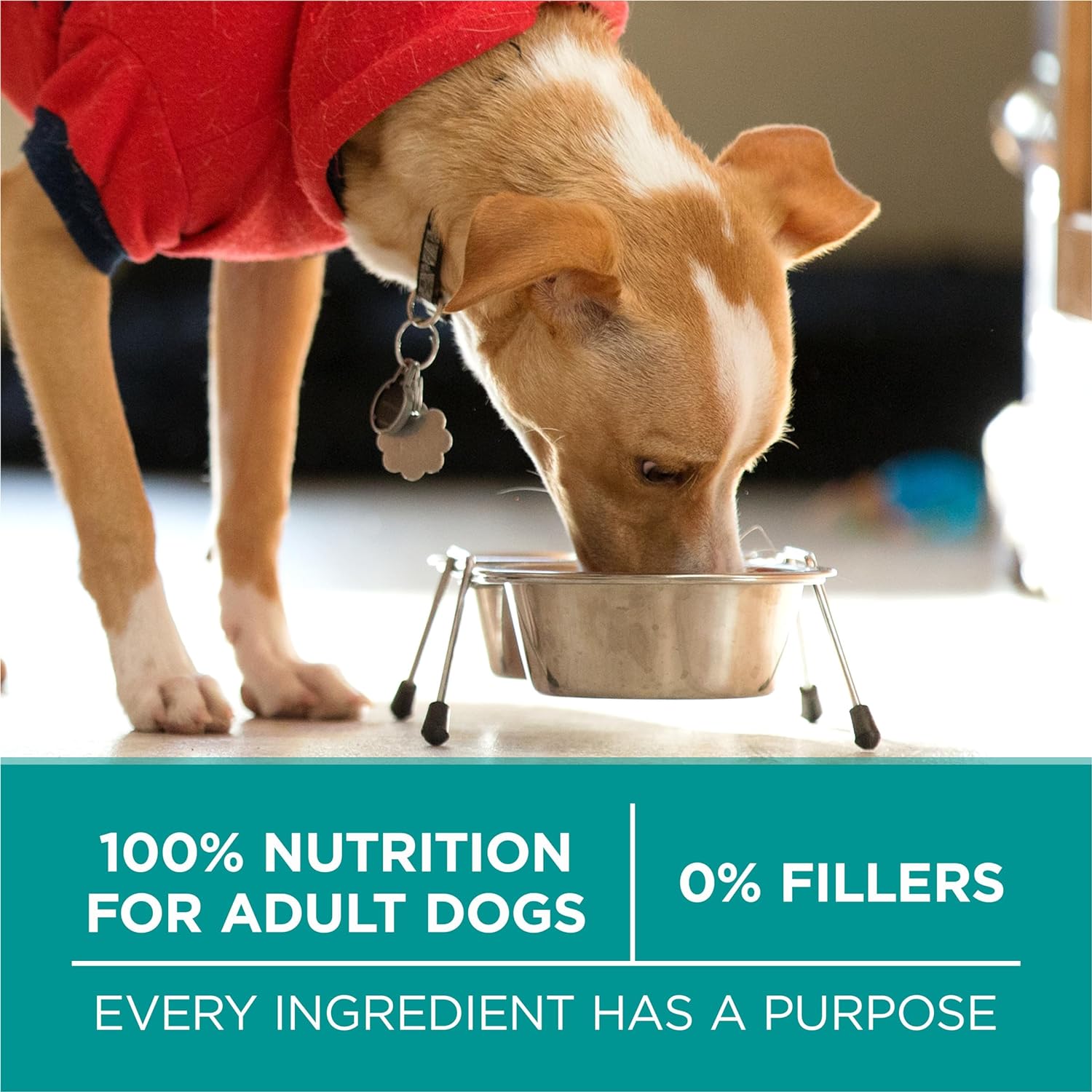 Purina One Plus Digestive Health Formula Adult Dry Dog Food Natural -  Dry Dog Food Purina ONE