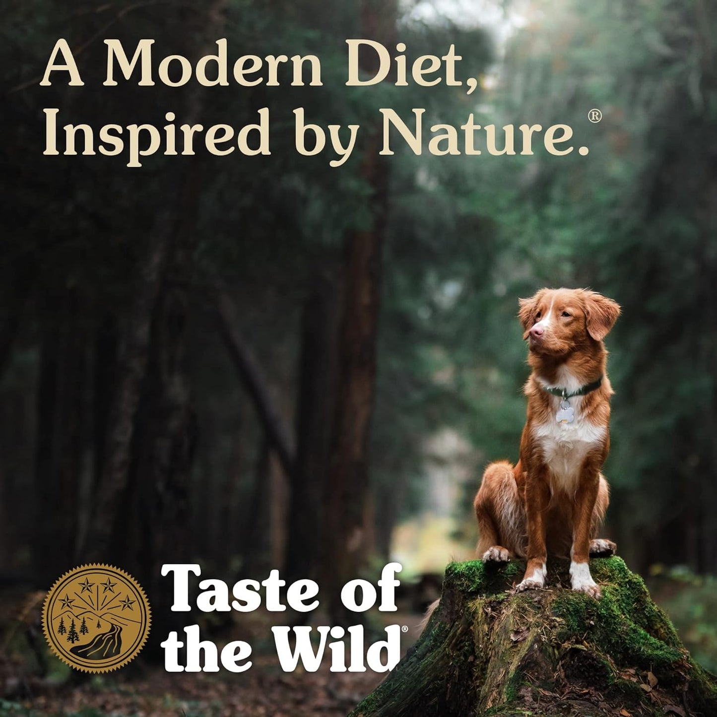 Taste of the Wild Ancient Mountain with Roasted Lamb and Ancient Grains Dry Dog Food -  Dry Dog Food Taste of the Wild