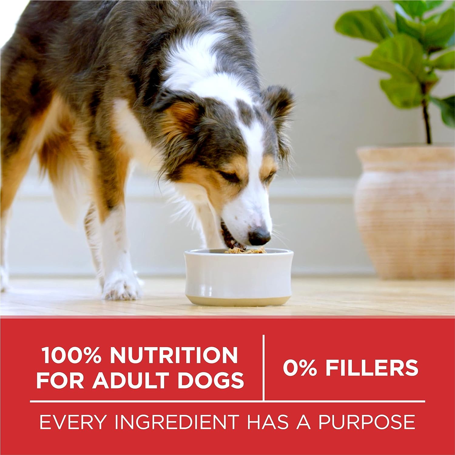 Purina ONE Lamb and Rice Formula Dry Dog Food, Saving Up to 50% -  Dry Dog Food Purina ONE