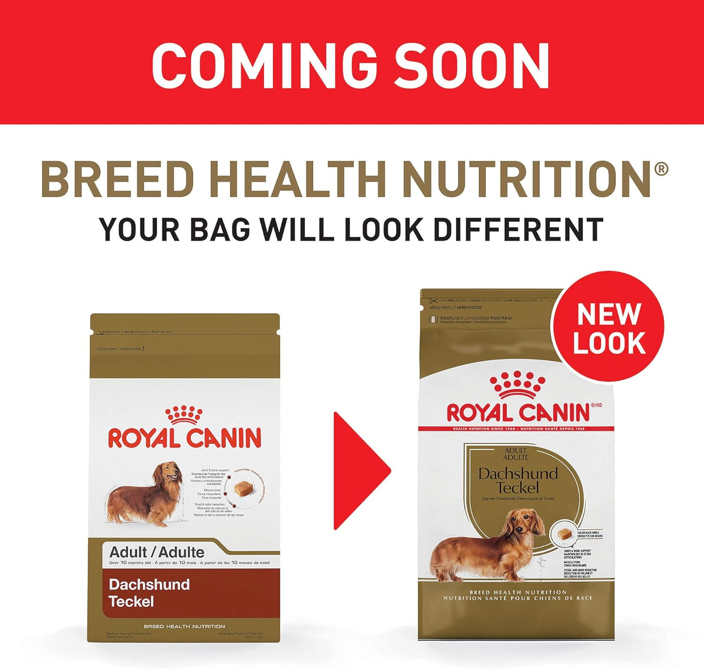 Royal Canin Breed Health Nutrition Dachshund Adult Dry Dog Food, 10 LB -  Dry Dog Food Royal Canin