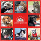Stella & Chewy's Freeze Dried Raw Super Beef Meal Mixer High Protein Dry Dog Food Topper -  Dry Dog Food Stella & Chewy's